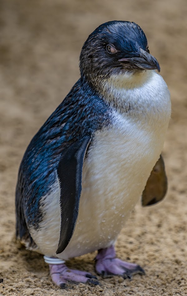 Featherdale Sydney Wildlife Park 4