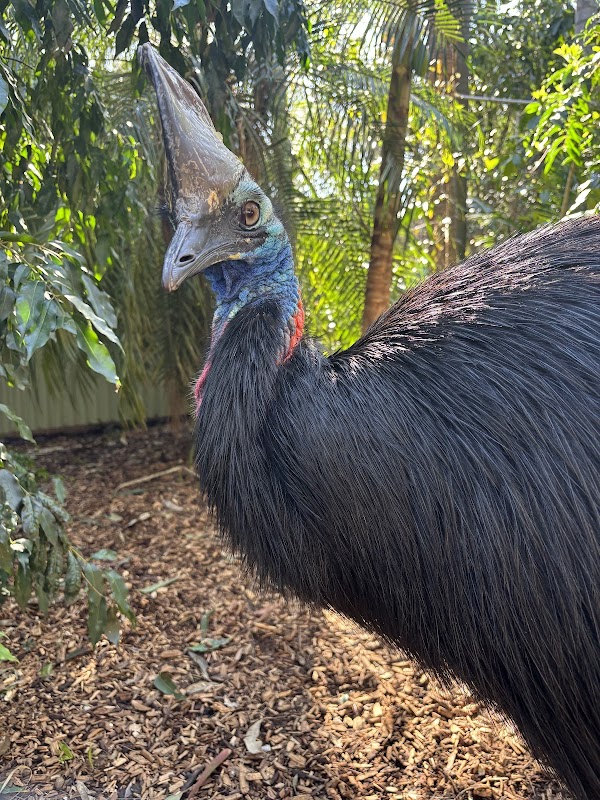 Featherdale Sydney Wildlife Park 3