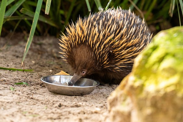 Featherdale Sydney Wildlife Park 2