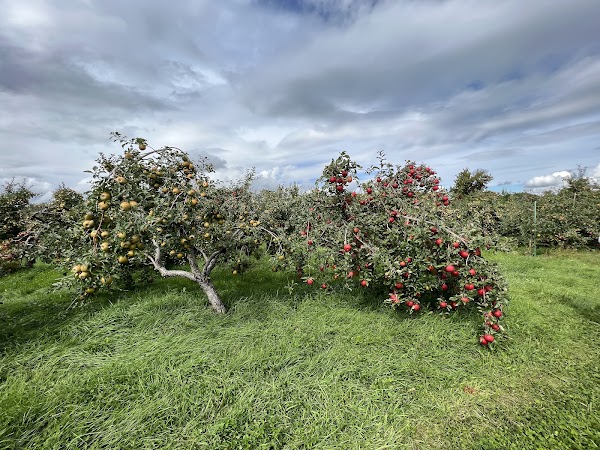 Vergers Lafrance - Domaine Lafrance 3
