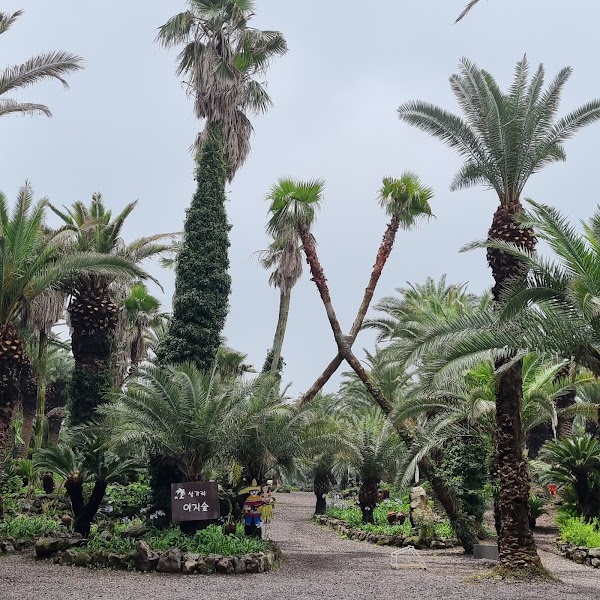 Sangari Palm Forest