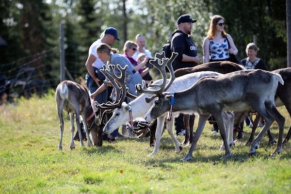 Kujala Reindeer Farm 4