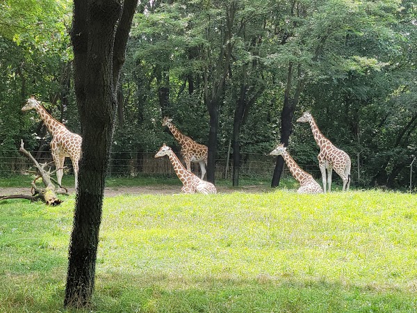 Bronx Zoo 5