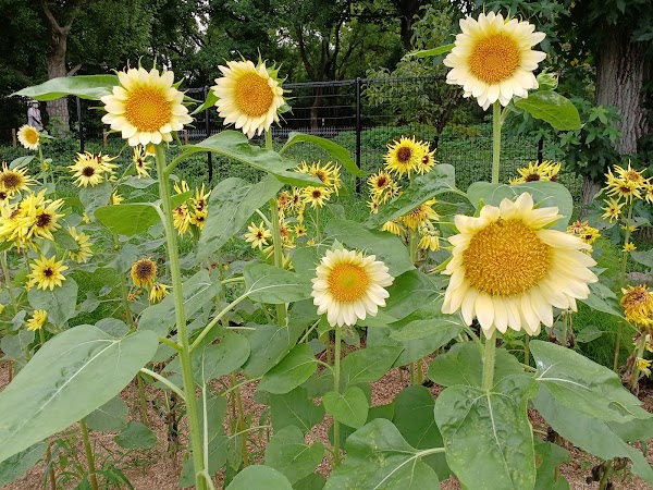 Nagai Botanical Garden 5