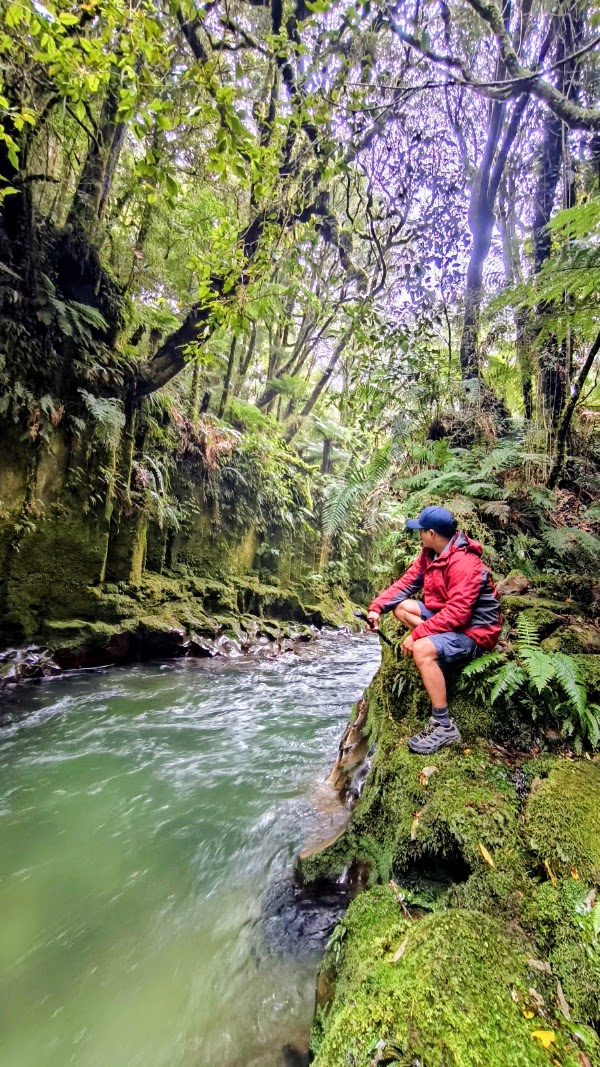Whirinaki Gorge