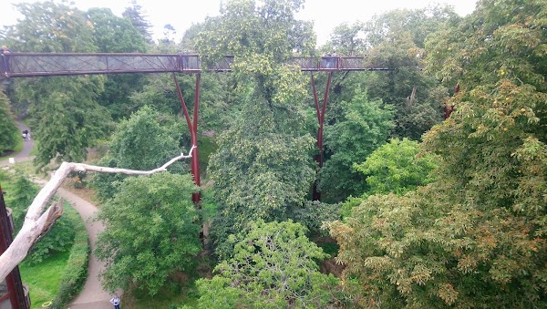 Treetop Walkway 5