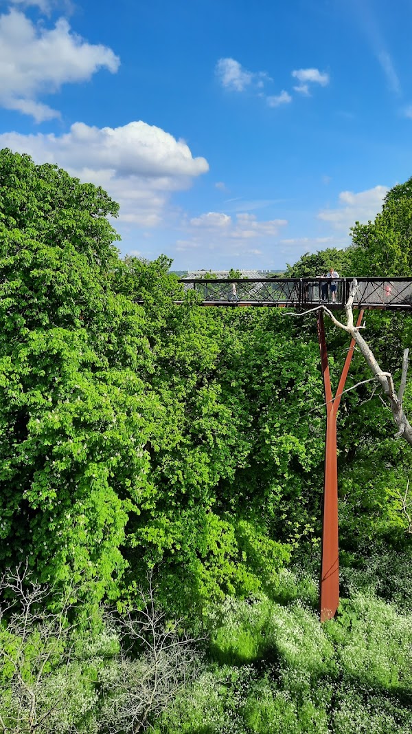 Treetop Walkway 3