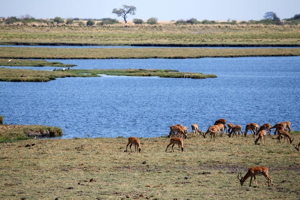 Chobe National Park 4