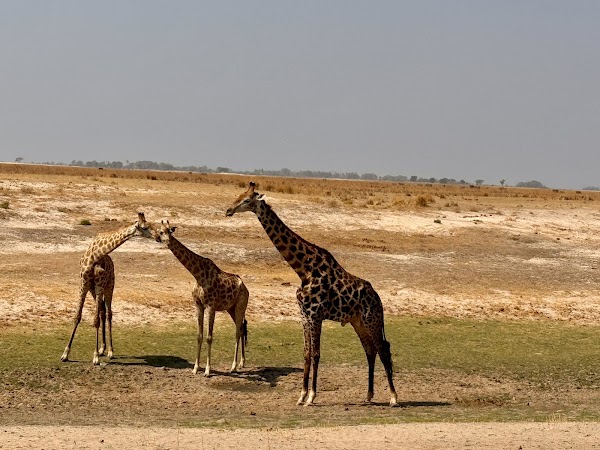 Chobe National Park 3