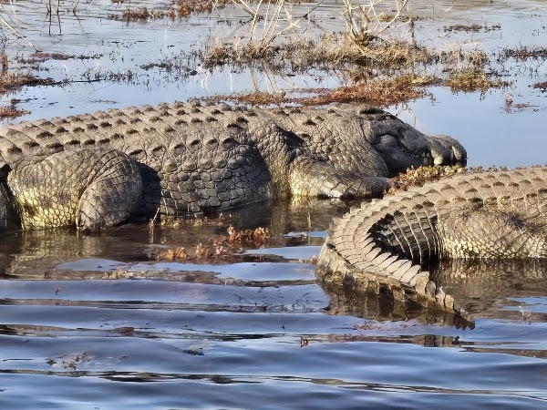 Chobe National Park 2