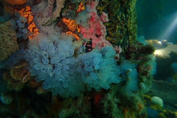 Edithburgh Jetty 4