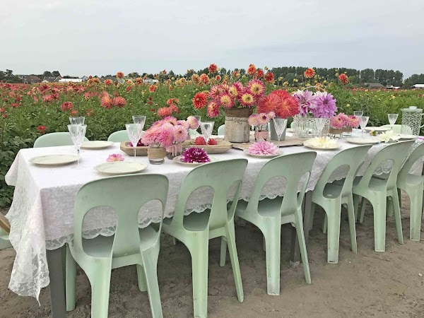 FAM Flower Farm 1