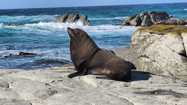 Kaikoura Seal Colony