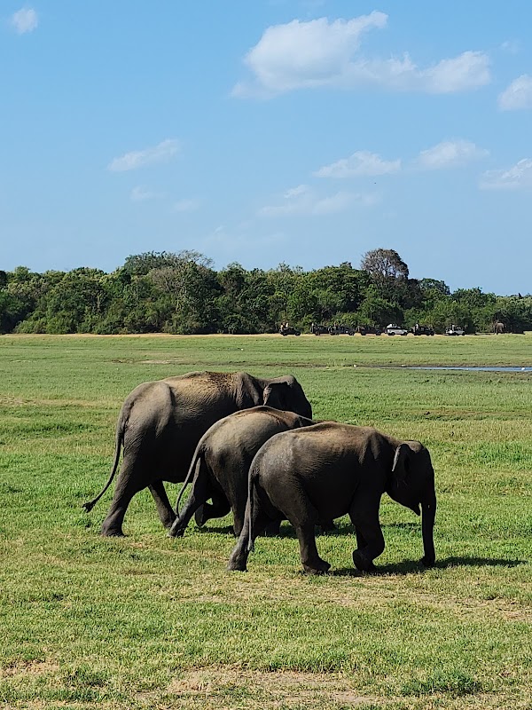 Kaudulla National Park
