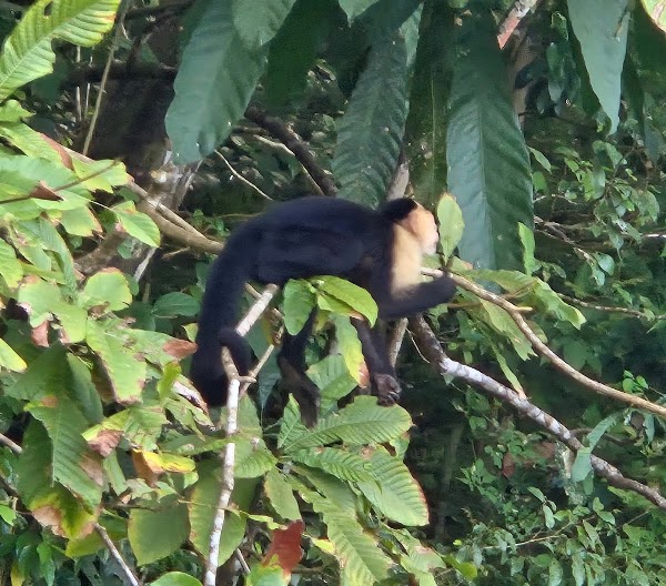 Panama Monkey Island