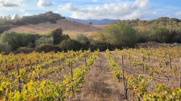 Colline del Vento | Vini Bio Villasimius 1