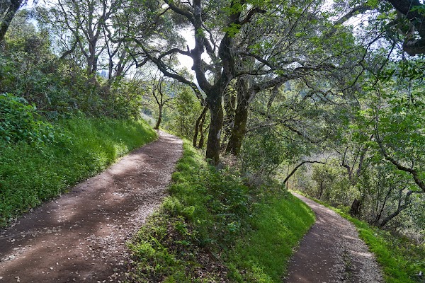 Windy Hill Open Space Preserve 4