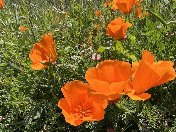 Windy Hill Open Space Preserve 3