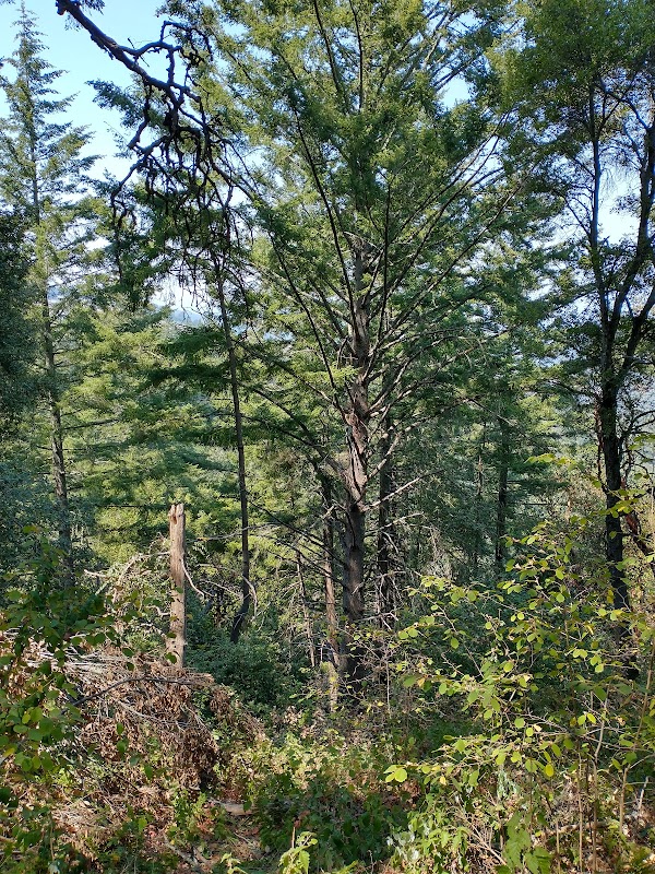 Windy Hill Open Space Preserve 2
