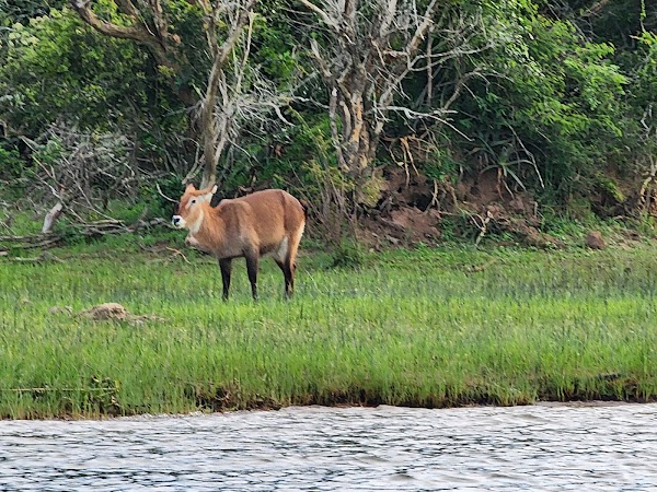 Lake Ihema 4