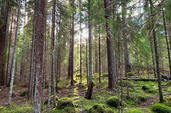 Nuuksio National Park 3
