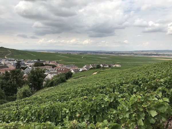 Montagne de Reims
