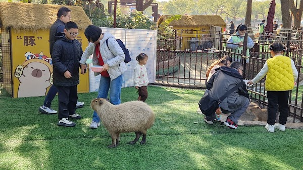 Capybara