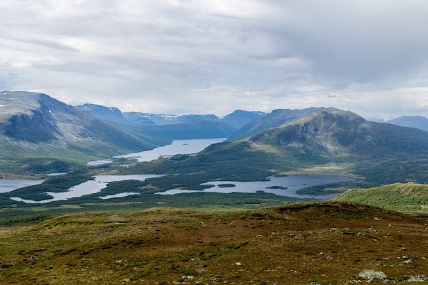 Grønsennknippa