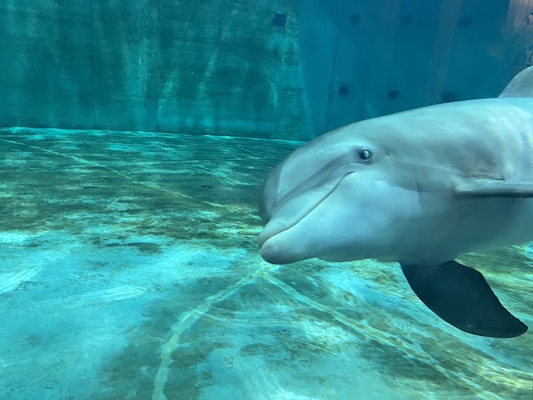 Clearwater Marine Aquarium