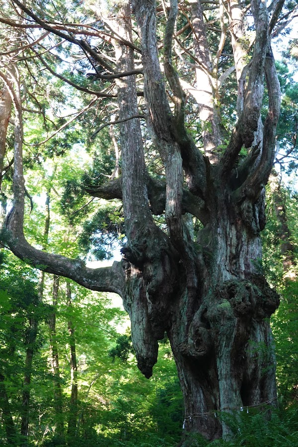 Okinoshima 4