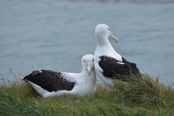 Royal Albatross Centre 1