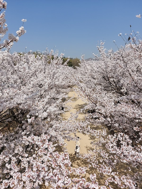 Cherry Blossom 🌸 13