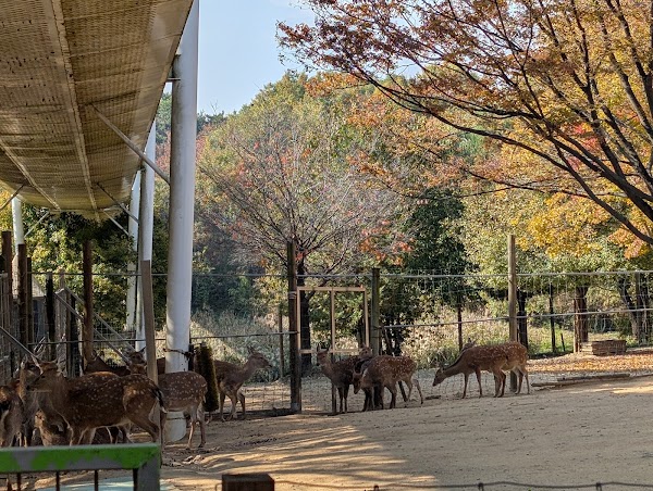 Seoul Forest - Deer Corral 4