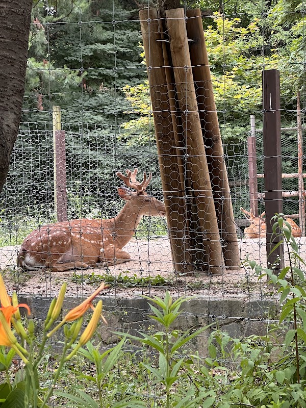 Seoul Forest - Deer Corral 2