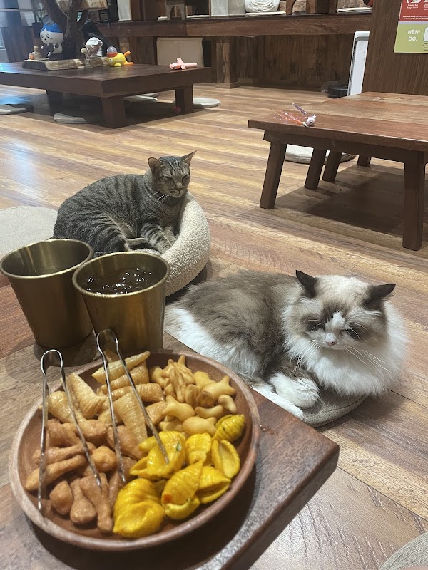 Nyan Tei - Cat cafe 5