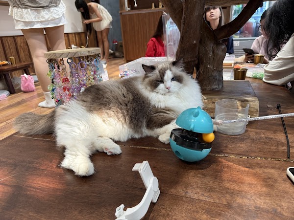 Nyan Tei - Cat cafe 2