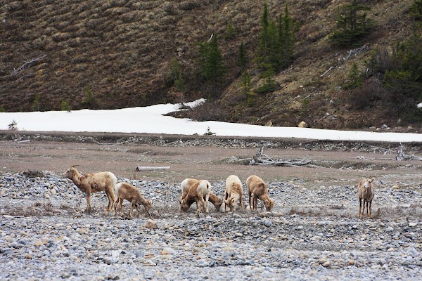 Athabasca River 2