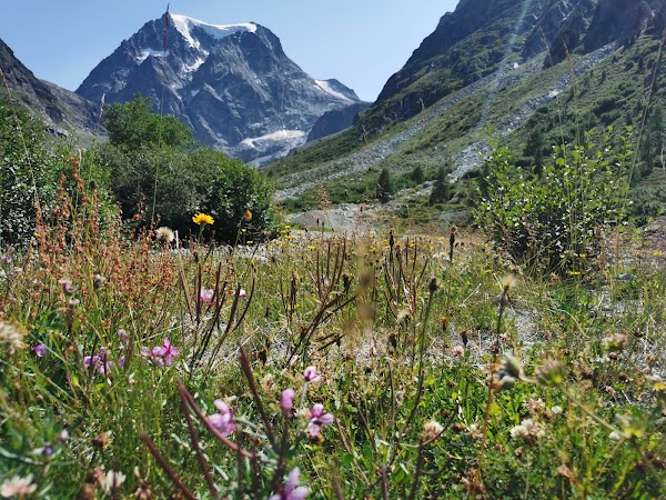 Arolla