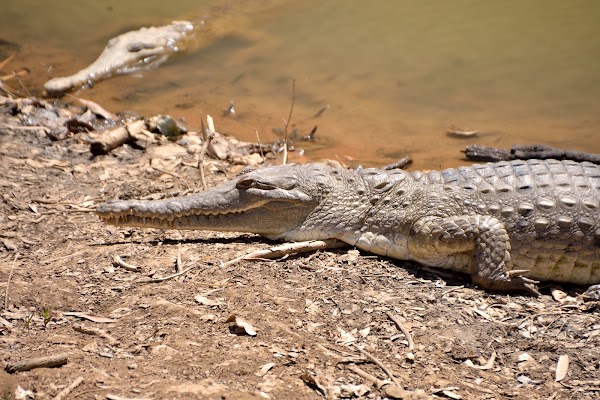 Bandilngan (Windjana Gorge) National Park 3