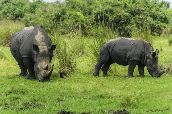 Ziwa Rhino and Wildlife Ranch 1