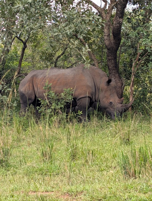 Ziwa Rhino and Wildlife Ranch 5