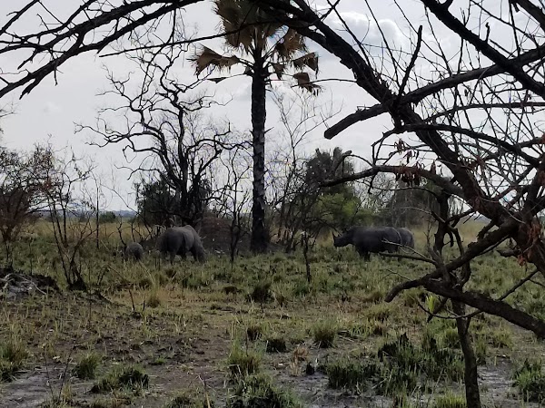Ziwa Rhino and Wildlife Ranch 3