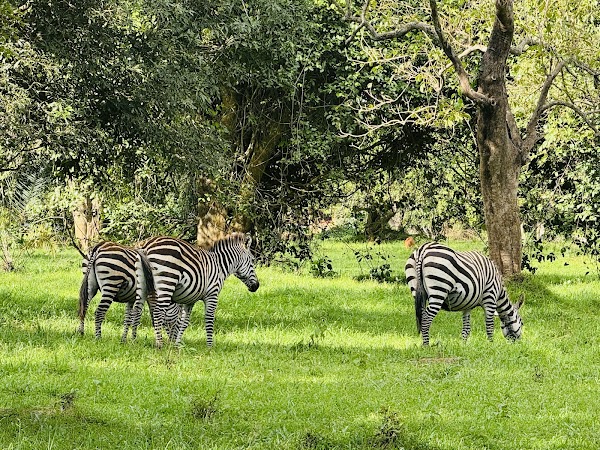 Ziwa Rhino and Wildlife Ranch 2