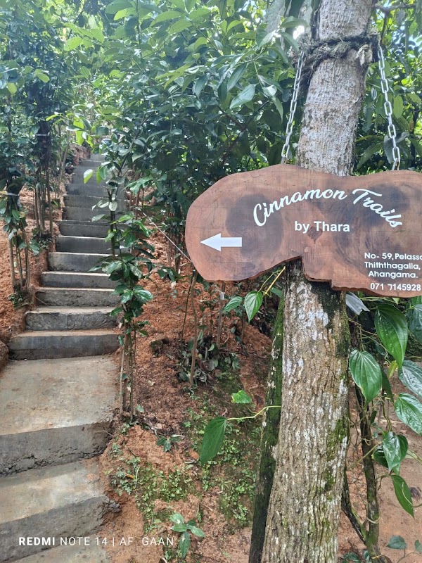Cinnamon Trails by Thara 1