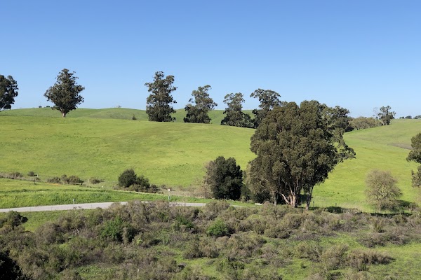 Pearson-Arastradero Preserve 5