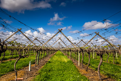 Swan Valley 5