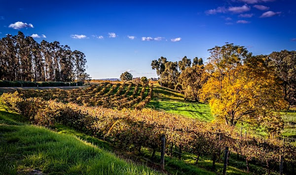 Swan Valley 4