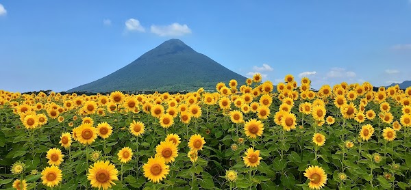 Sunflower seedling nursery crowded area located in the West ŌYama station south.