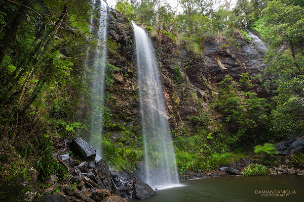 Springbrook National Park 5