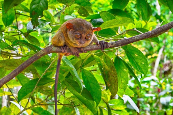Philippine Tarsier Sanctuary 5